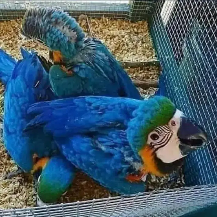 blue kau parrot for sale contact 03714174379 — photo 2