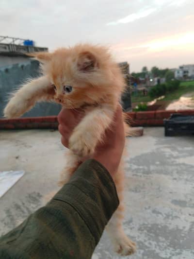 Persian Cats ky Bachy For Sale 2 male