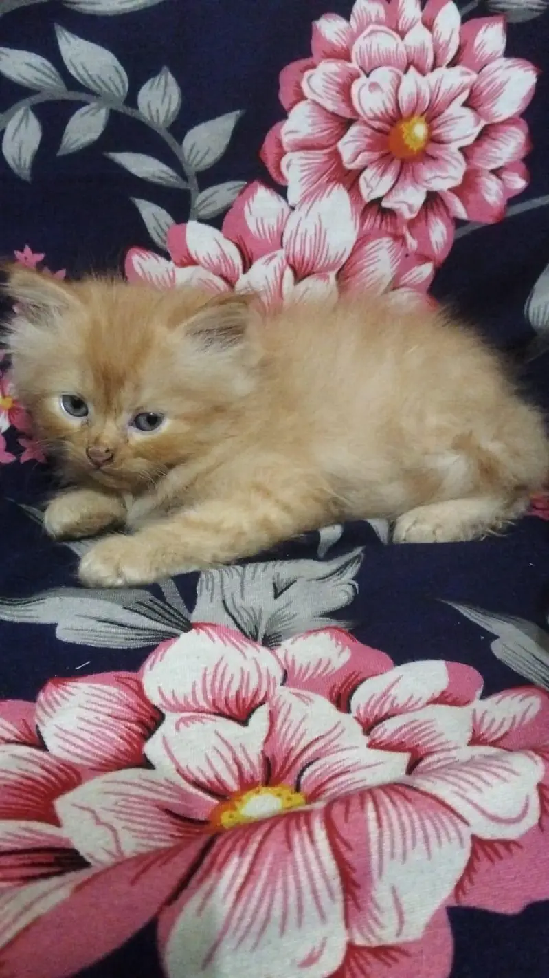 Persian Cats ky Bachy For Sale 2 male — photo 2