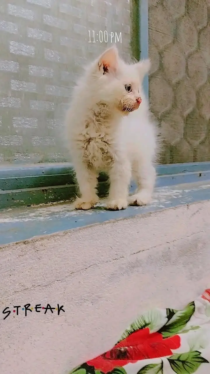 Persian Cats ky Bachy For Sale 2 male — photo 3