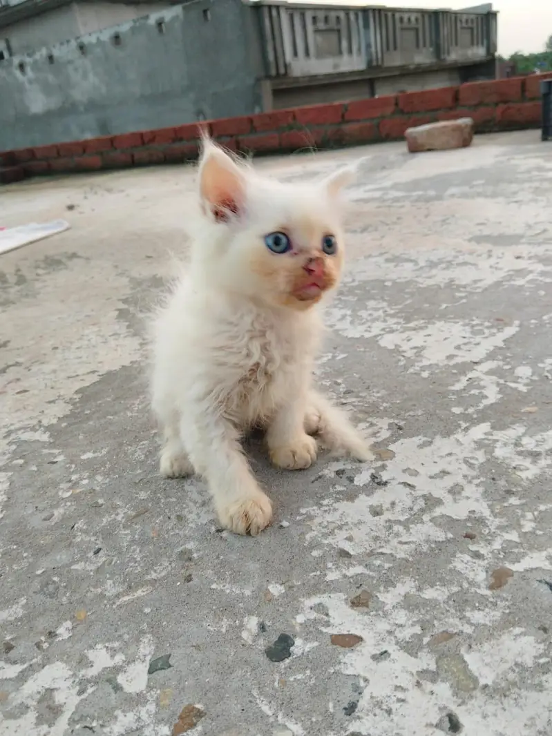Persian Cats ky Bachy For Sale 2 male — photo 4