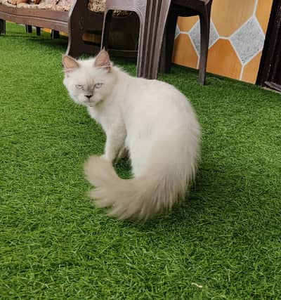 Persian Cat