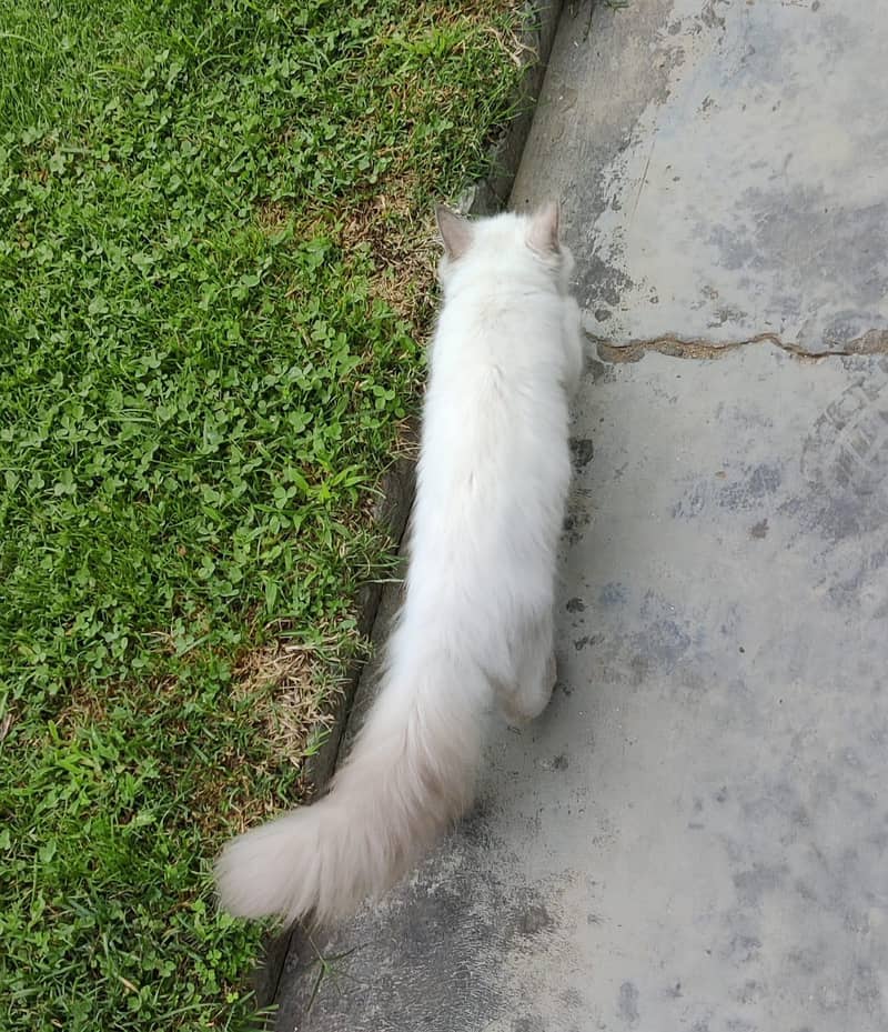 Persian Cat 1