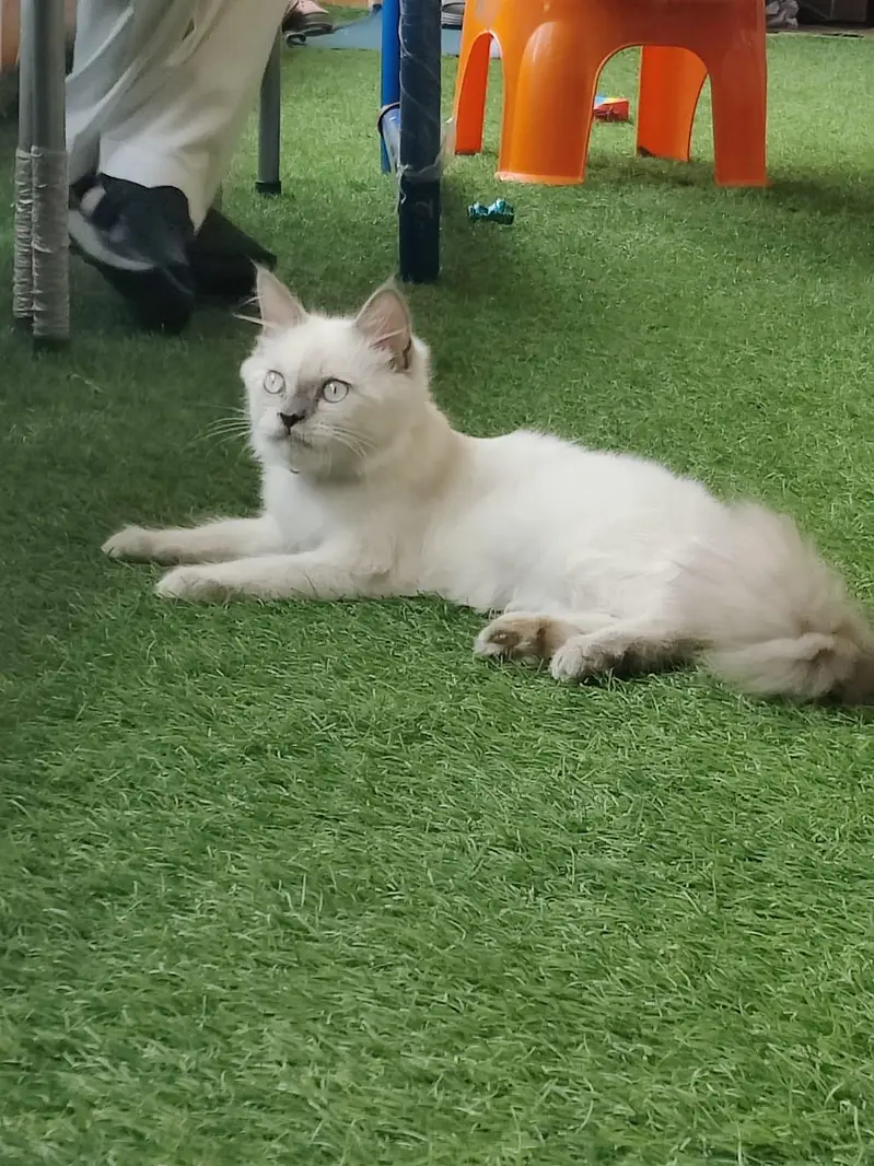 Persian Cat — photo 3