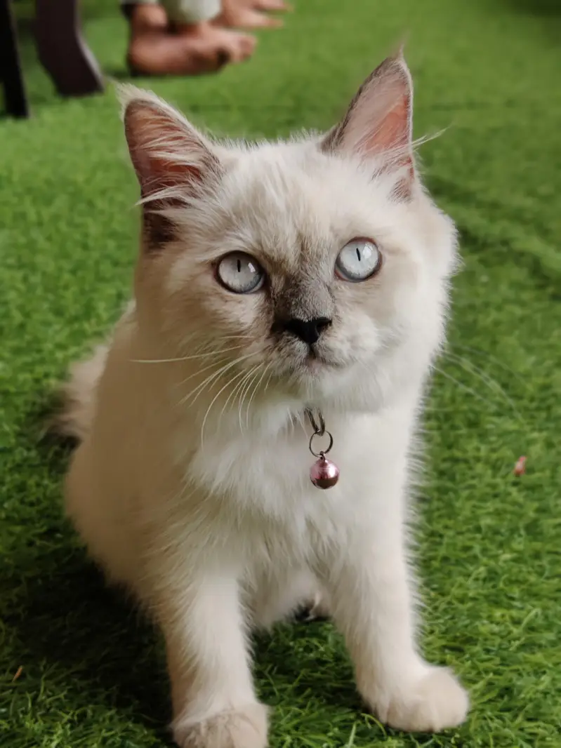 Persian Cat — photo 4
