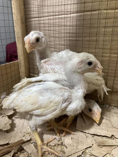 Premium Quality Long-Tail Indian Tamil Nadu Parrot Beak Chicks