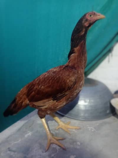 Aseel Madi for Sale
