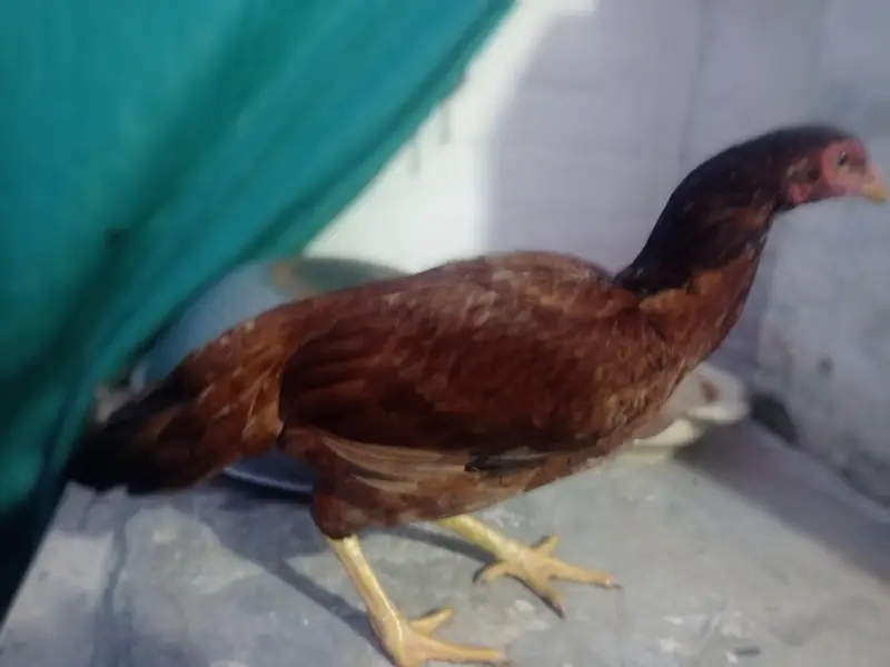 Aseel Madi for Sale — photo 2