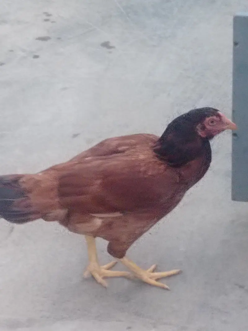 Aseel Madi for Sale — photo 3
