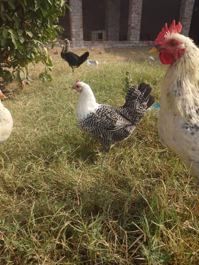 Desi fresh organic eggs available for sale also fertility