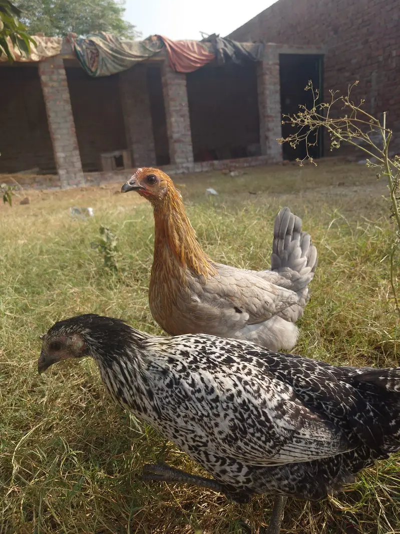Desi fresh organic eggs available for sale also fertility — photo 2