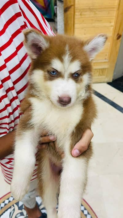 Siberian husky