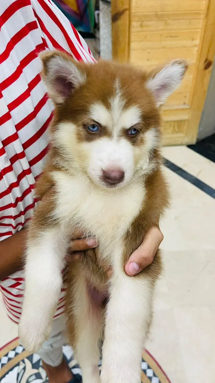 Siberian husky