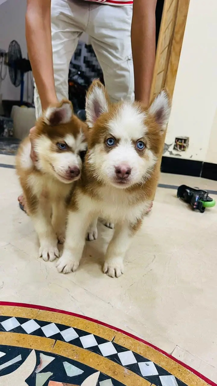 Siberian husky — photo 2