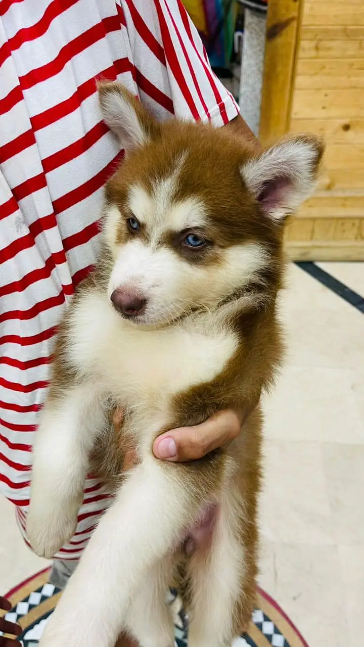 Siberian husky — photo 3