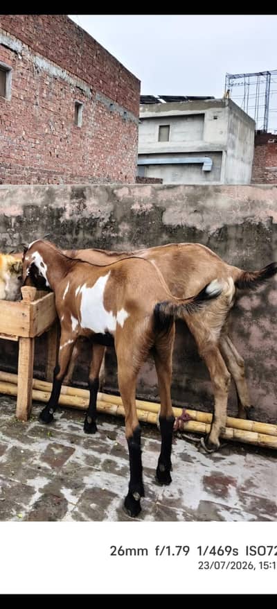 2 Desi Barka for sale