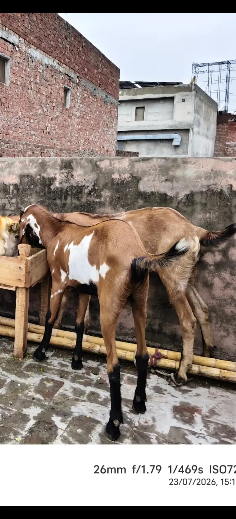 2 Desi Barka for sale