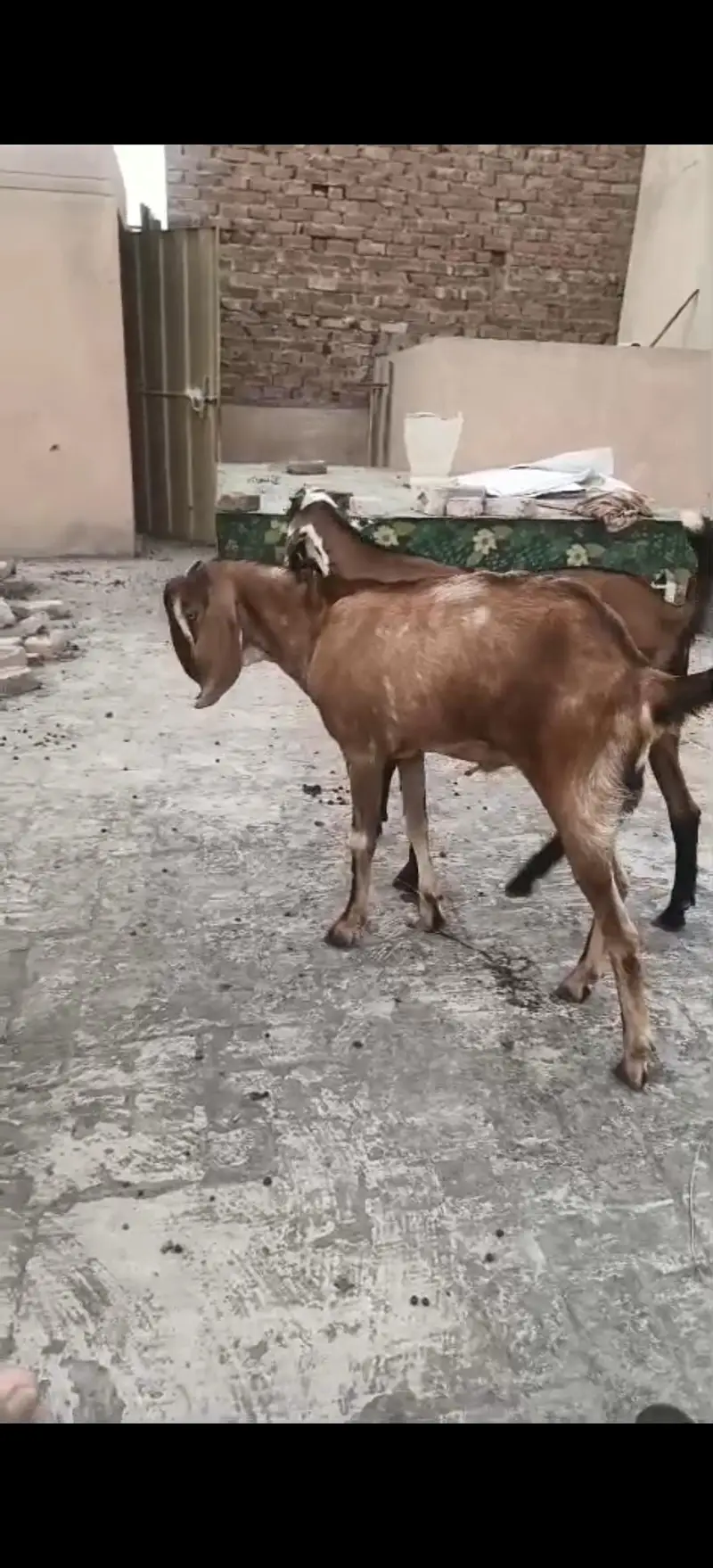 2 Desi Barka for sale — photo 2