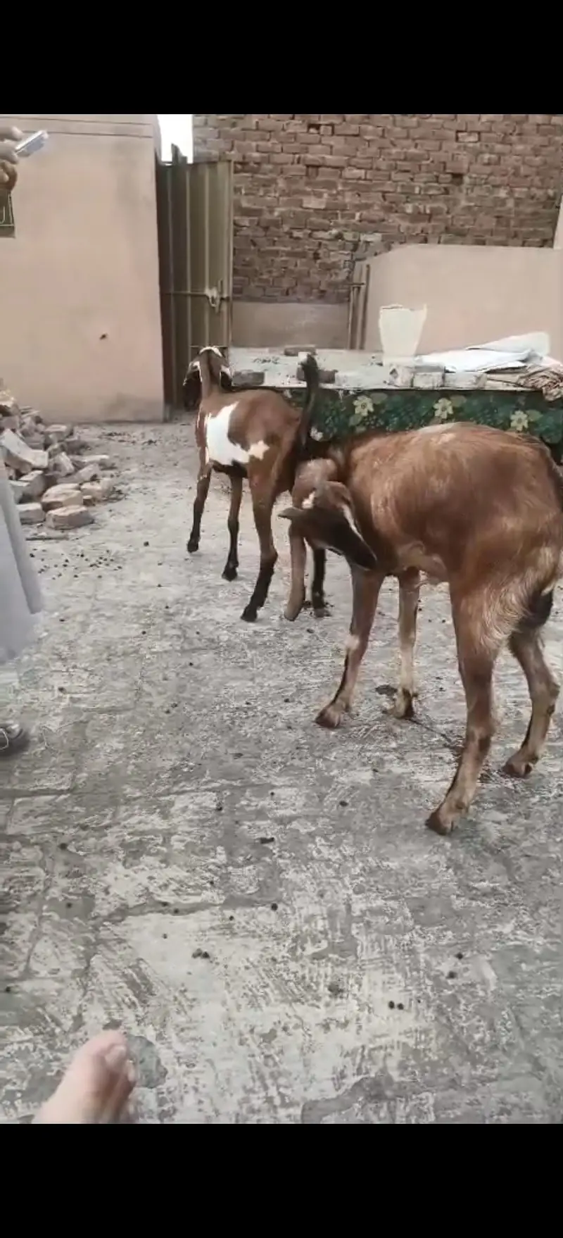 2 Desi Barka for sale — photo 3