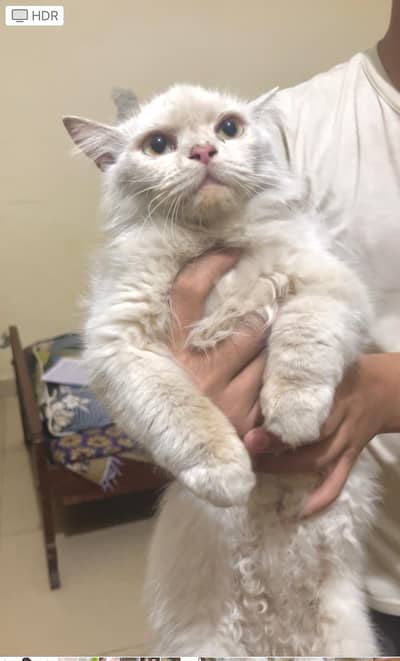 persian full friendly cat