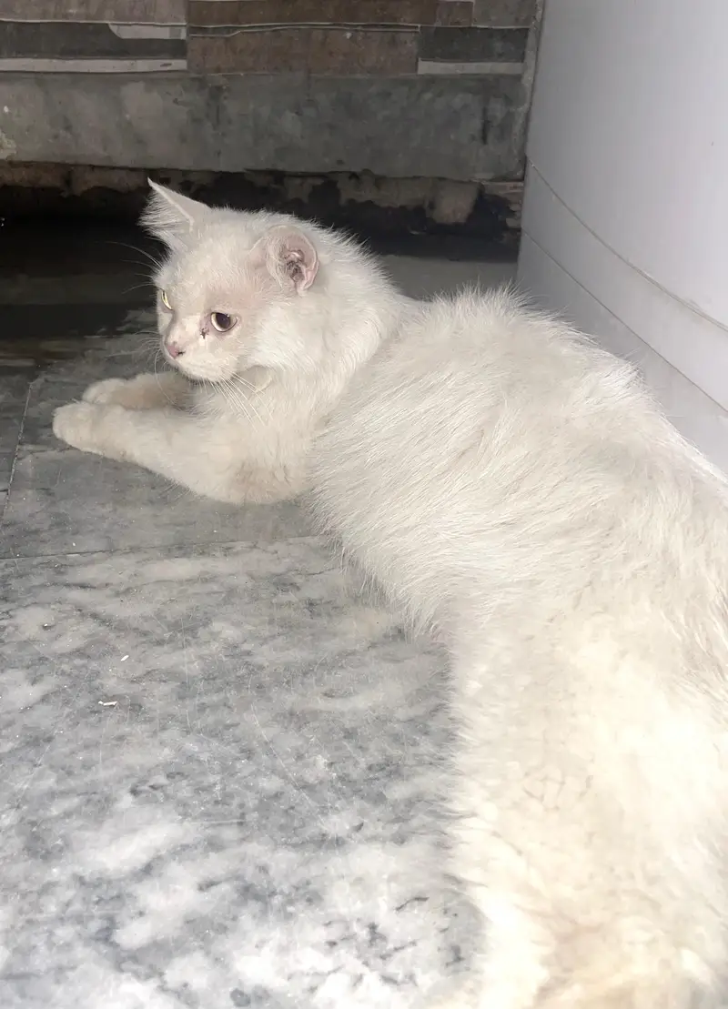 persian full friendly cat — photo 2