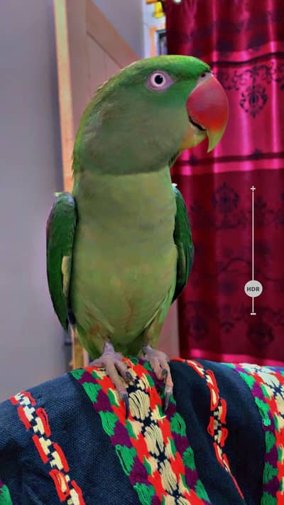Raw Alexander female parrot for sale