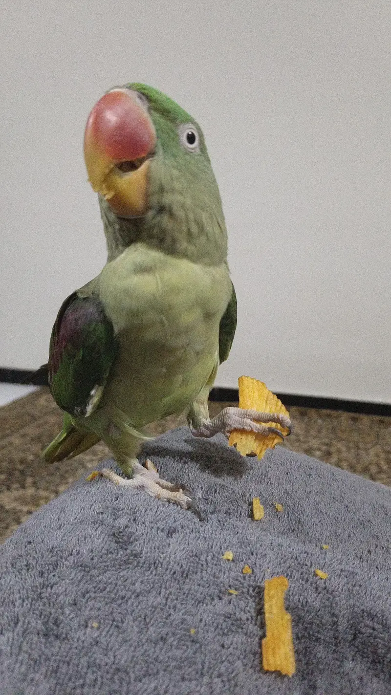 Raw Alexander female parrot for sale — photo 2