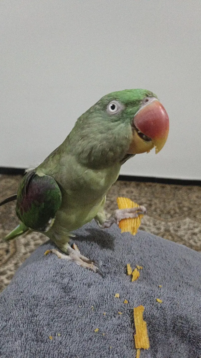 Raw Alexander female parrot for sale — photo 3