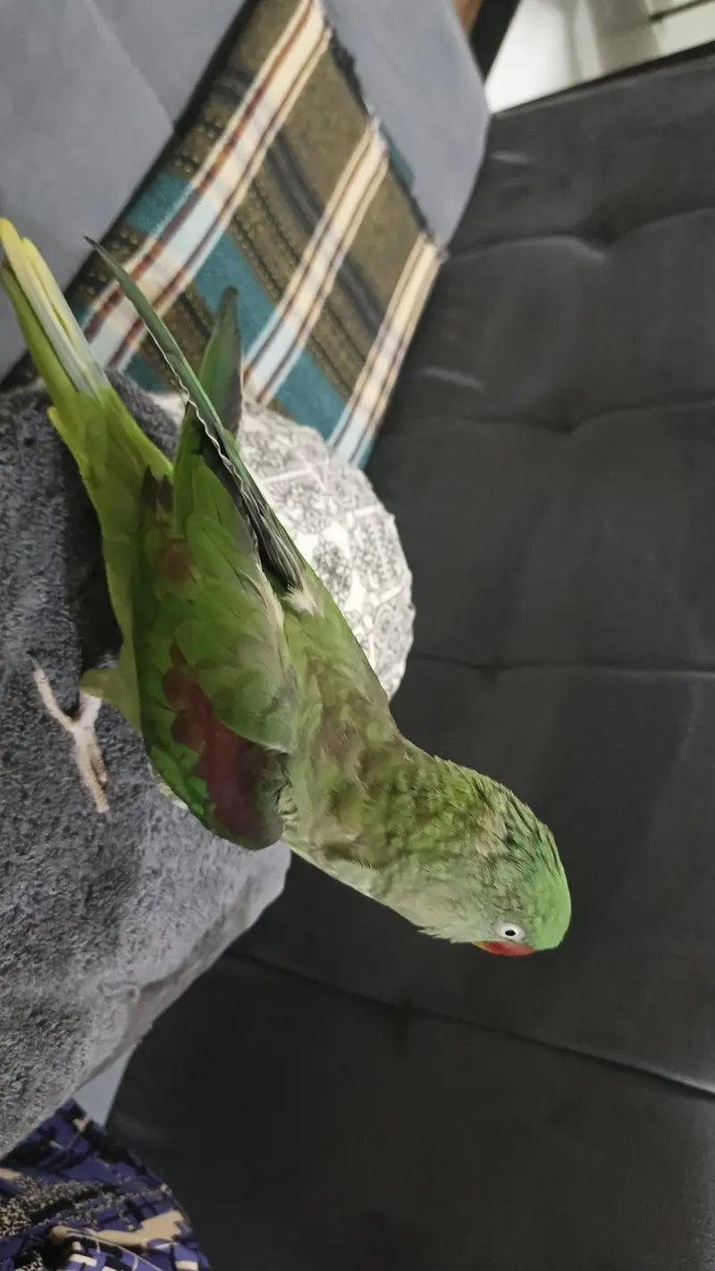 Raw Alexander female parrot for sale — photo 4