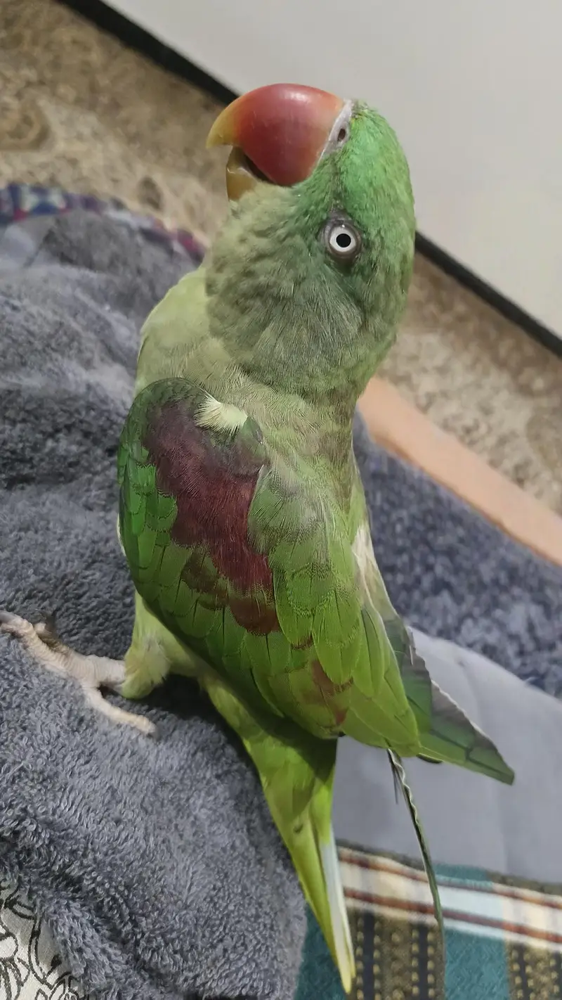 Raw Alexander female parrot for sale — photo 5