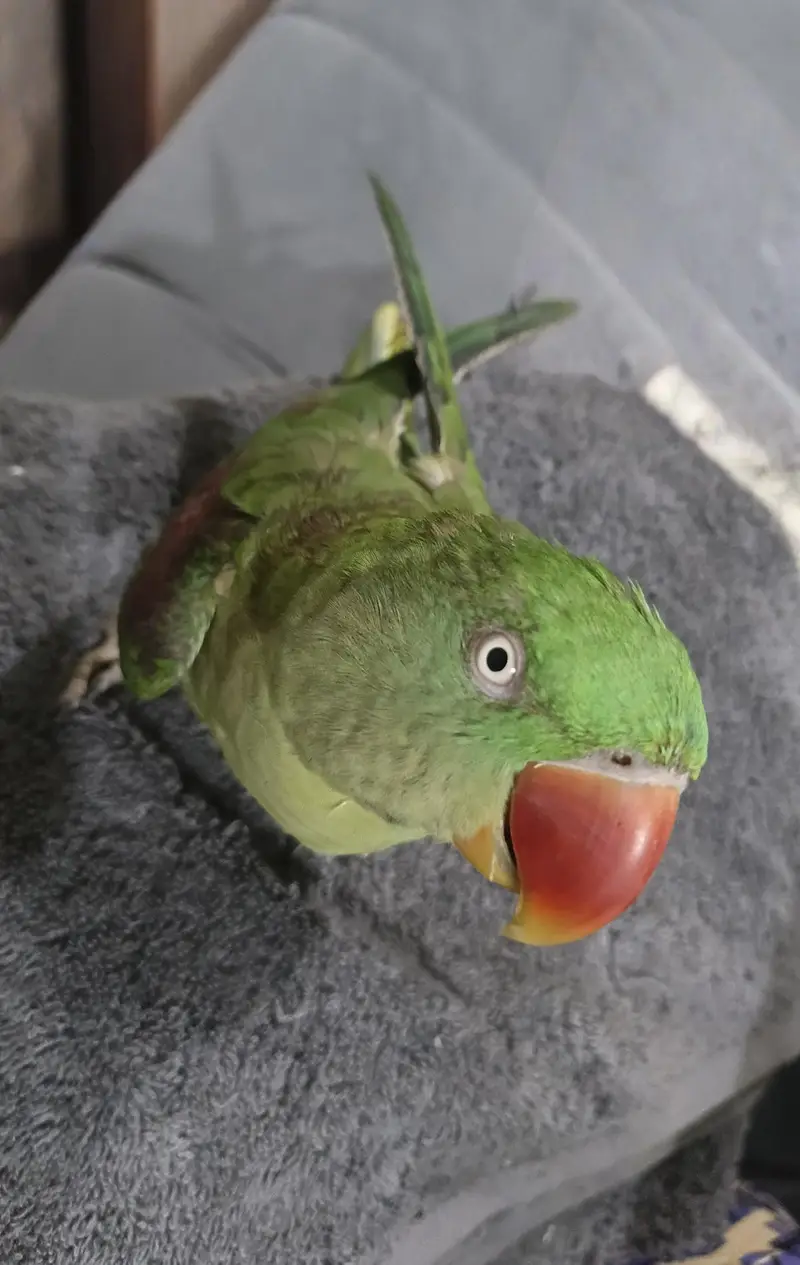 Raw Alexander female parrot for sale — photo 6