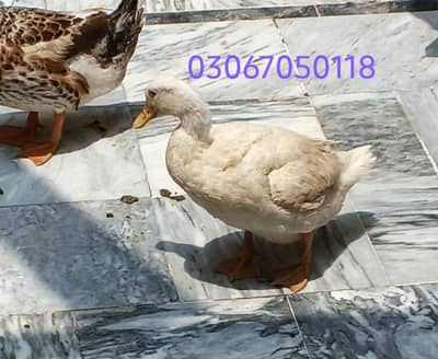1 male 2 female healthy ducks