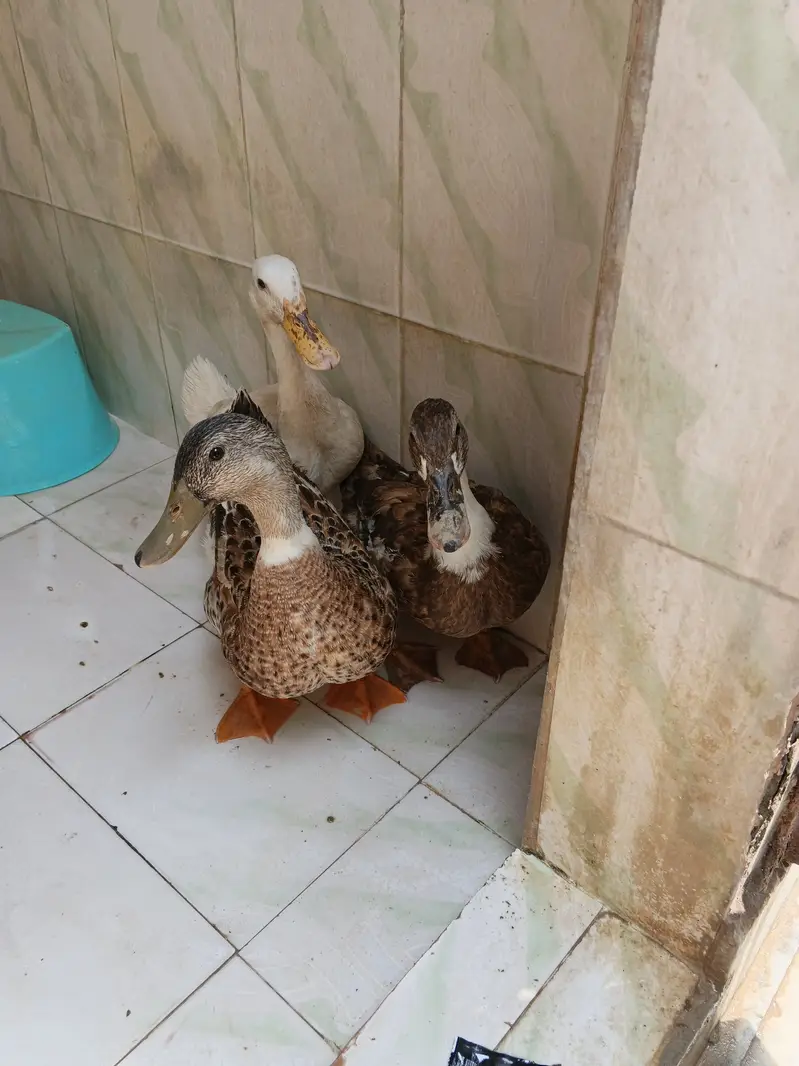 1 male 2 female healthy ducks — photo 2
