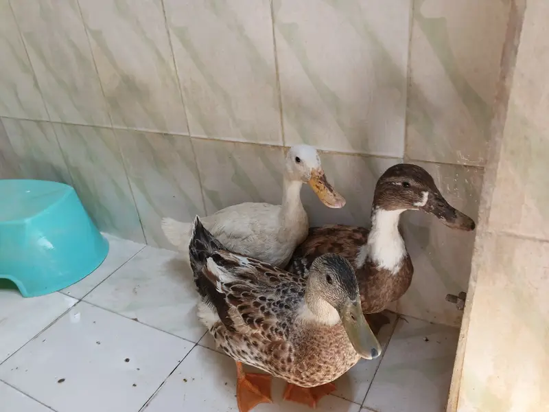 1 male 2 female healthy ducks — photo 3