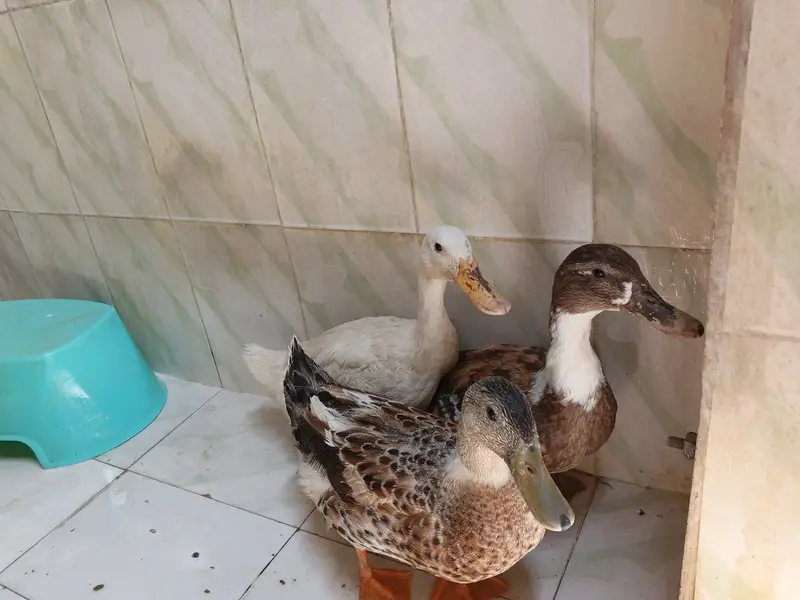 1 male 2 female healthy ducks — photo 4