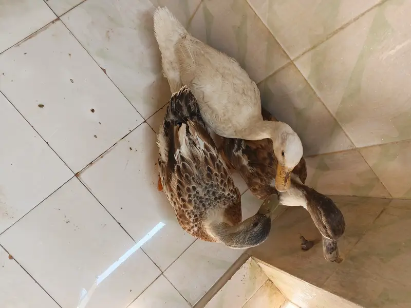 1 male 2 female healthy ducks — photo 5