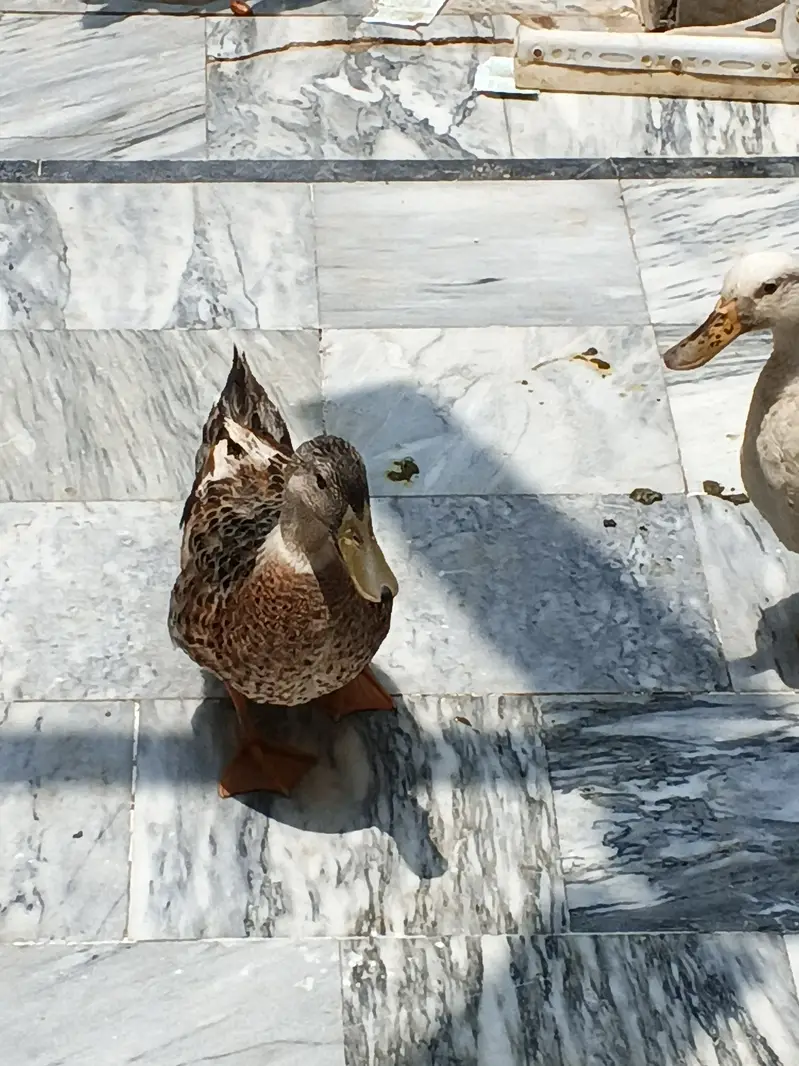 1 male 2 female healthy ducks — photo 6
