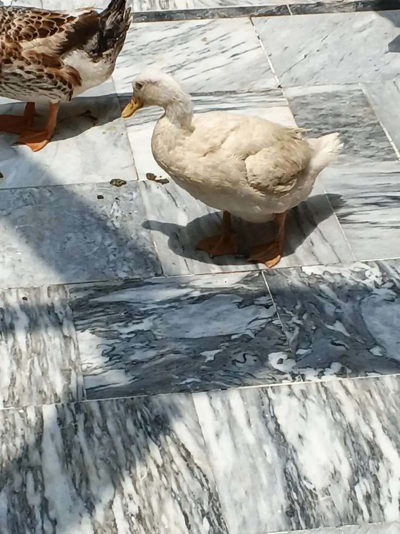 1 male 2 female healthy ducks — photo 7