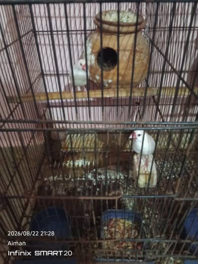 white java finch or java sparrows (1 pair)