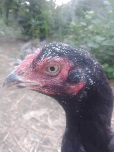 Aseel Female Murghi