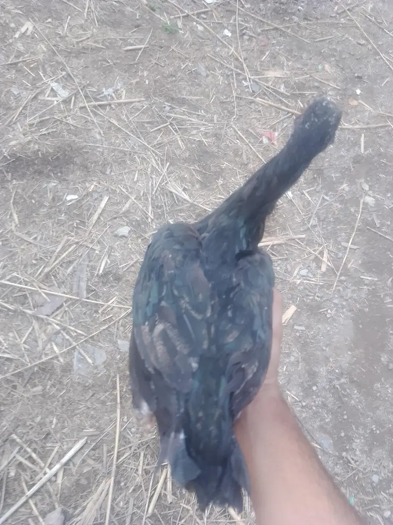 Aseel Female Murghi — photo 2
