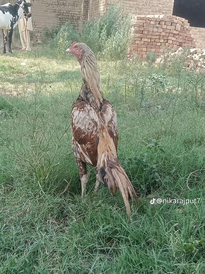 Whatsapp pa rhbta kary For Sale - Garam Khoon Aseel Murgha Top Quality