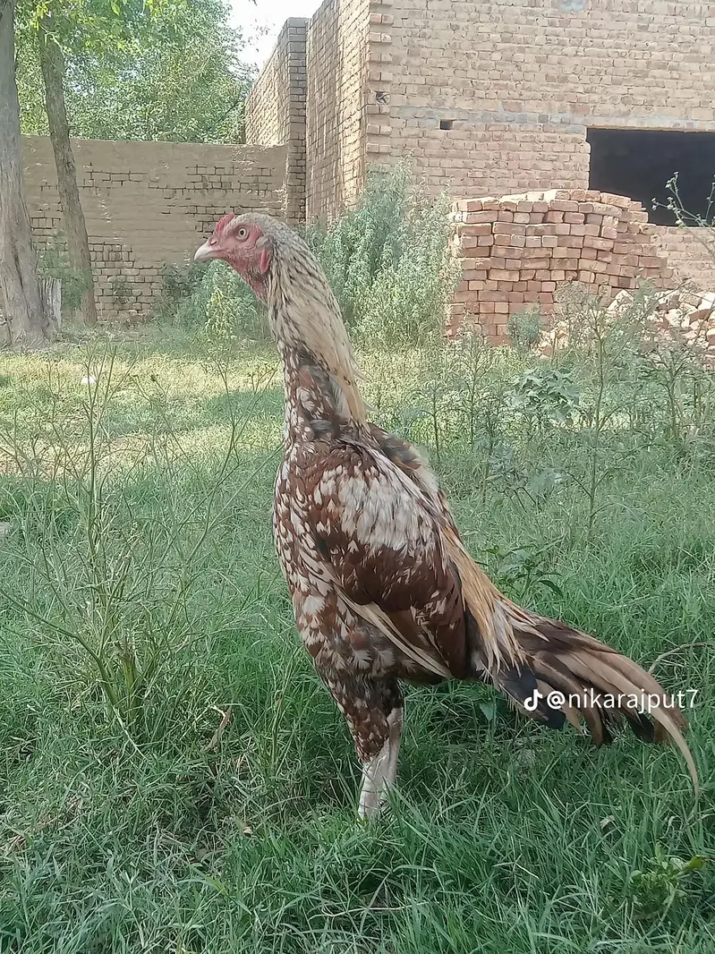 Whatsapp pa rhbta kary For Sale - Garam Khoon Aseel Murgha Top Quality — photo 3