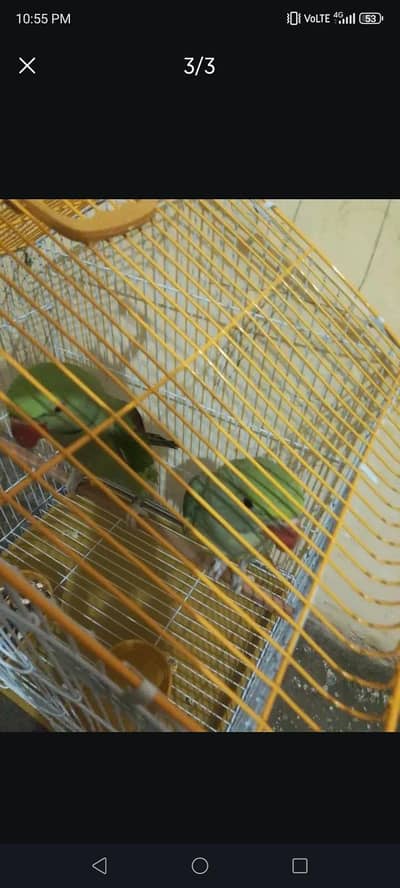 Raw parrots pair available. . 03281044041
