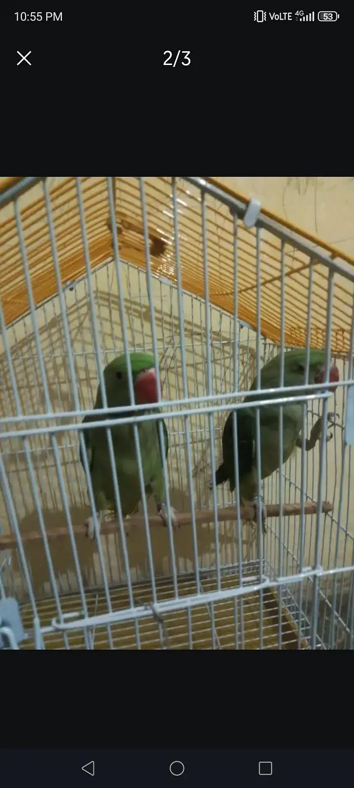 Raw parrots pair available. . 03281044041 — photo 2