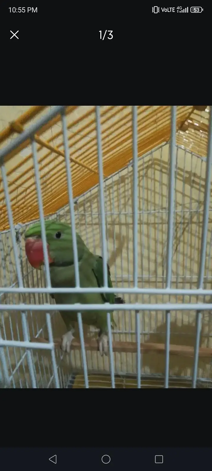 Raw parrots pair available. . 03281044041 — photo 3