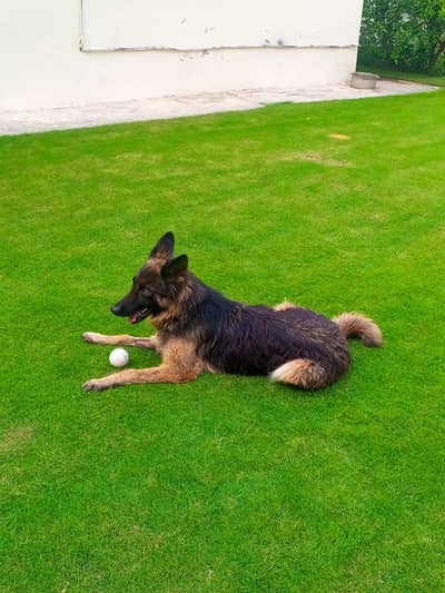 German shepherd female