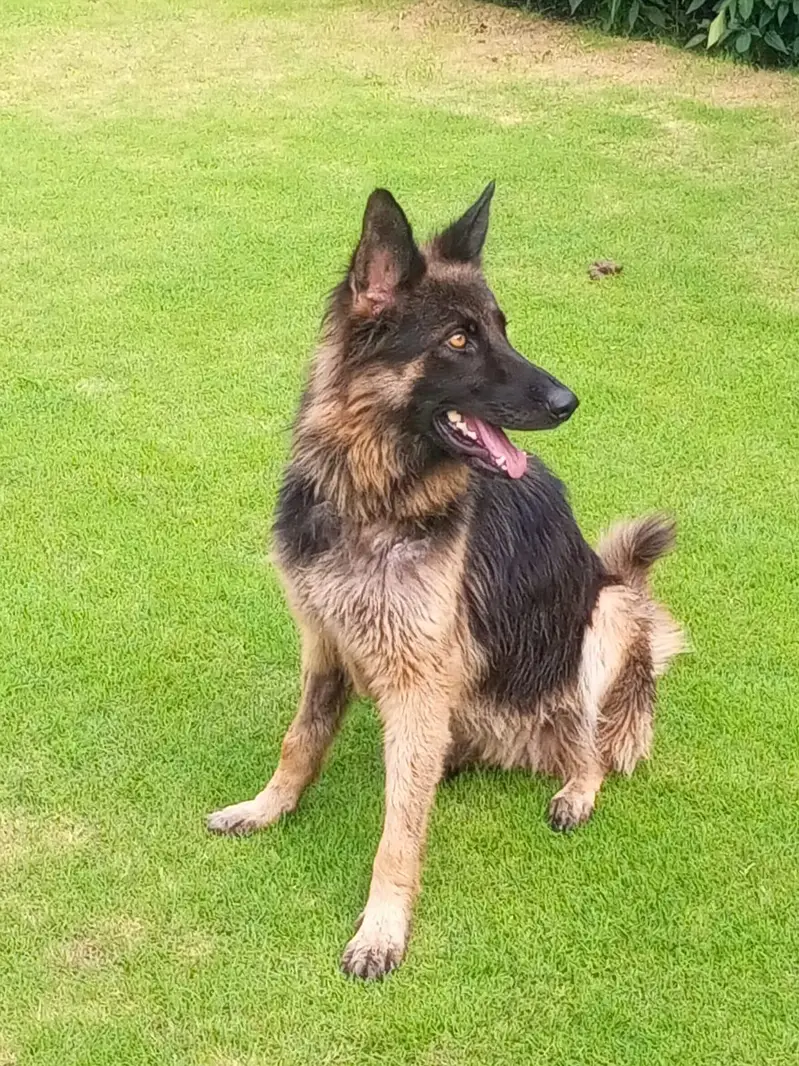 German shepherd female — photo 2