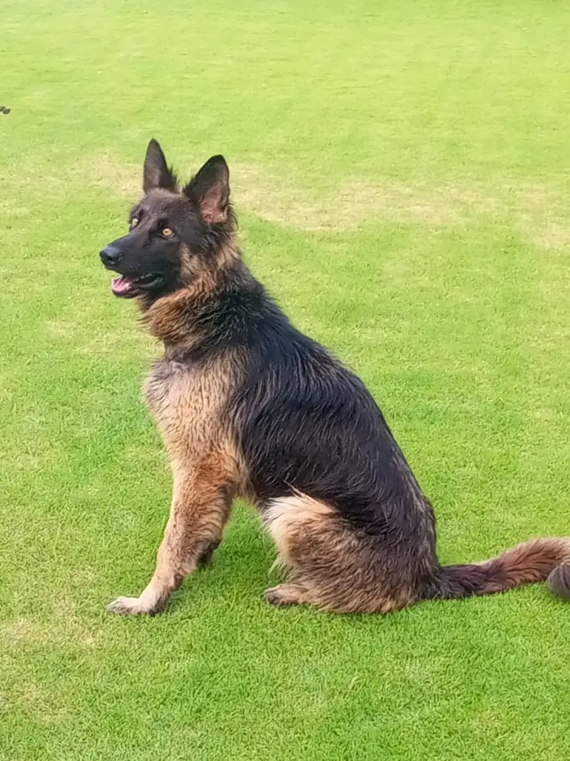 German shepherd female — photo 3