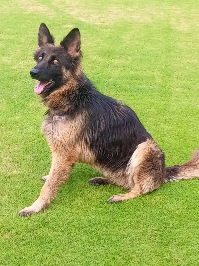 German shepherd female — photo 5